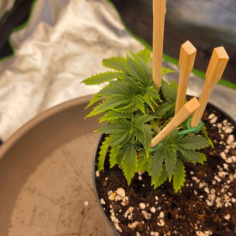 Sandranotte royal domina growlog timeline photo