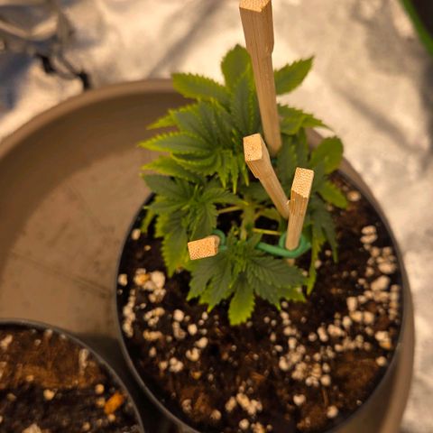 Sandranotte royal domina growlog timeline photo
