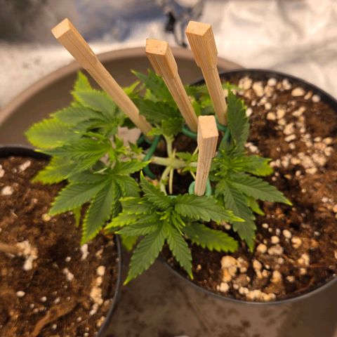 Sandranotte royal domina growlog timeline photo