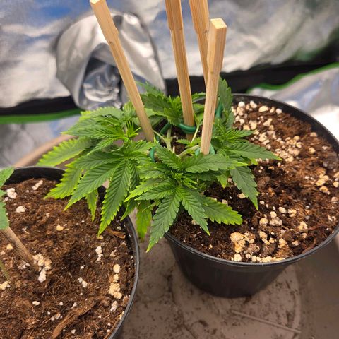 Sandranotte royal domina growlog timeline photo