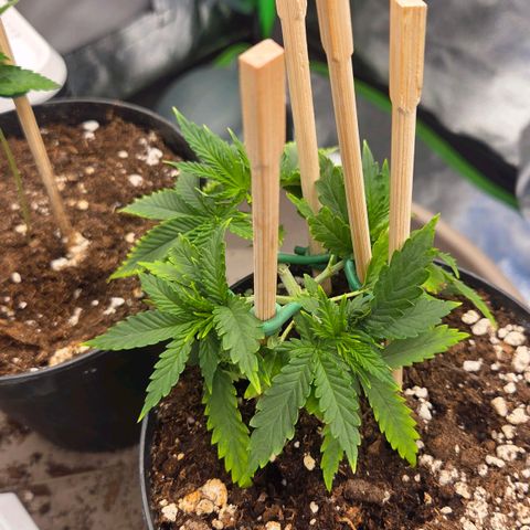 Sandranotte royal domina growlog timeline photo