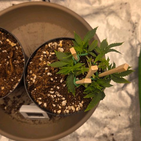 Sandranotte royal domina growlog timeline photo