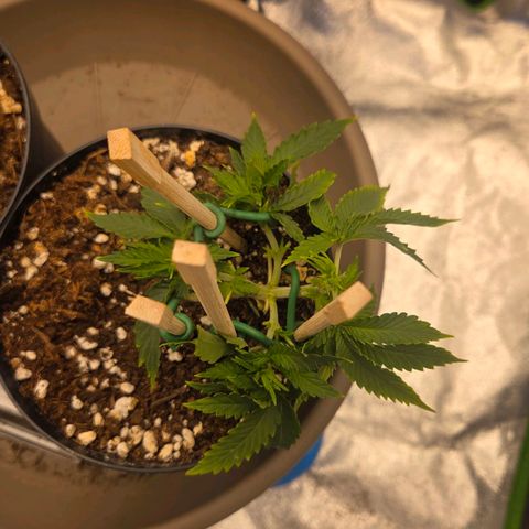 Sandranotte royal domina growlog timeline photo