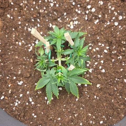 Sandranotte royal domina growlog photo: Travaso