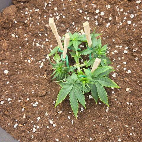 Sandranotte royal domina growlog photo: Travaso