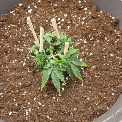 Sandranotte royal domina growlog photo: Travaso