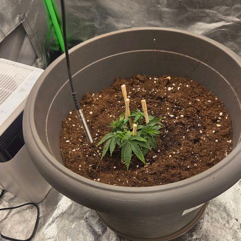 Sandranotte royal domina growlog photo: Travaso