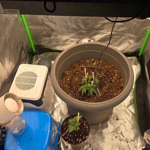 Sandranotte royal domina growlog photo: Travaso