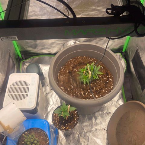 Sandranotte royal domina growlog timeline photo