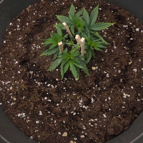 Sandranotte royal domina growlog timeline photo