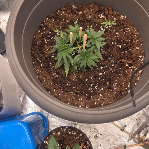 Sandranotte royal domina growlog timeline photo