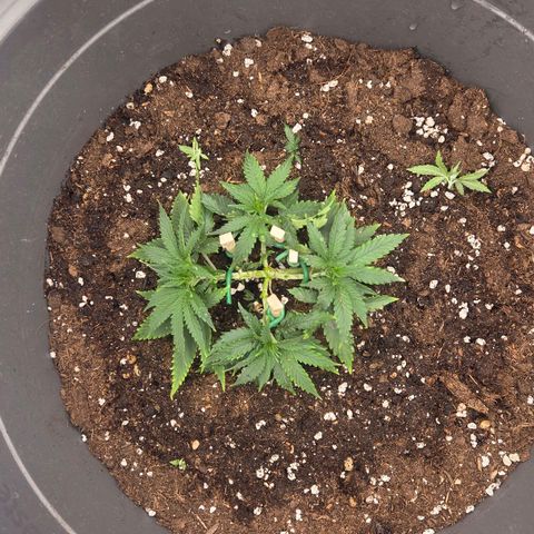 Sandranotte royal domina growlog timeline photo