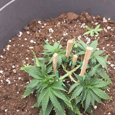 Sandranotte royal domina growlog timeline photo