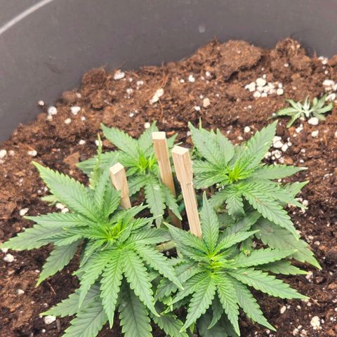 Sandranotte royal domina growlog photo: Lst defoliation