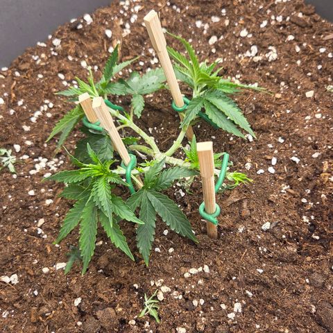 Sandranotte royal domina growlog photo: Lst defoliation