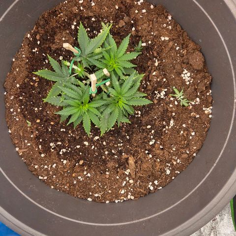 Sandranotte royal domina growlog photo: Lst defoliation