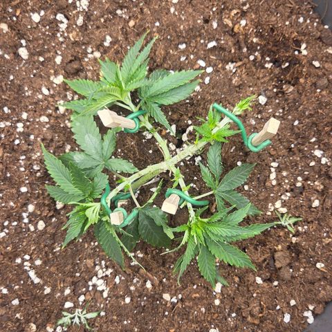 Sandranotte royal domina growlog photo: Lst defoliation
