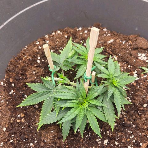 Sandranotte royal domina growlog photo: Lst defoliation