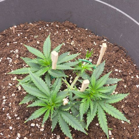 Sandranotte royal domina growlog timeline photo