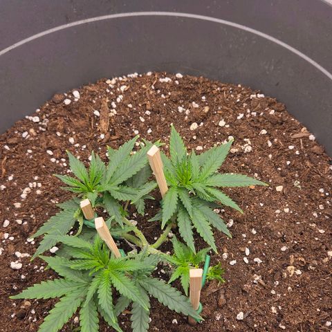 Sandranotte royal domina growlog timeline photo