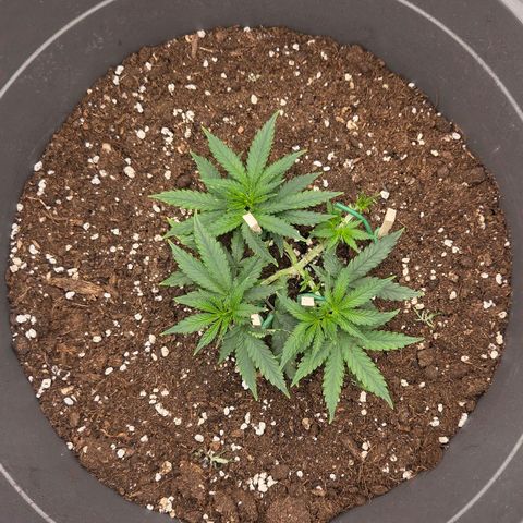 Sandranotte royal domina growlog timeline photo