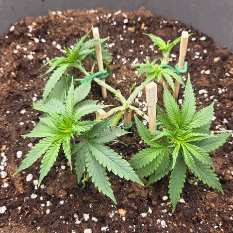 Sandranotte royal domina growlog timeline photo
