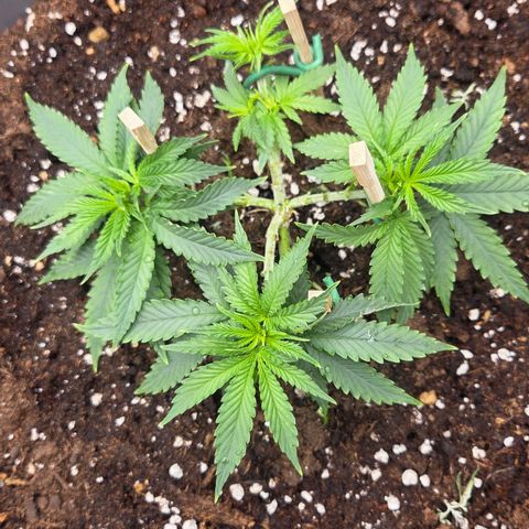 Sandranotte royal domina growlog timeline photo