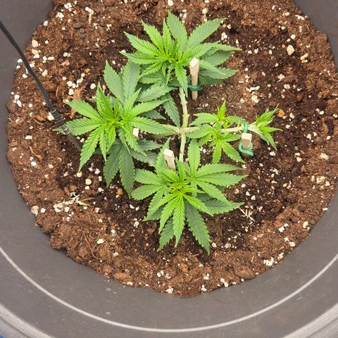 Sandranotte royal domina growlog timeline photo