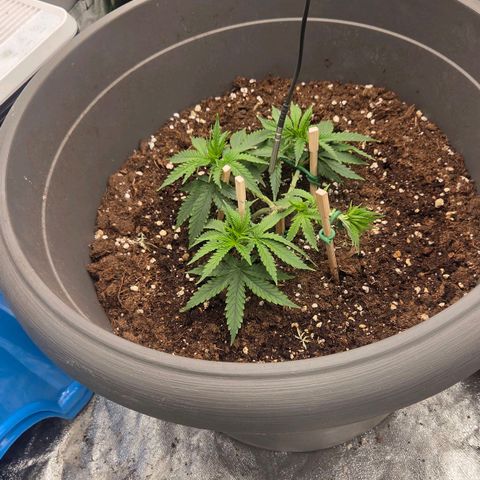 Sandranotte royal domina growlog timeline photo