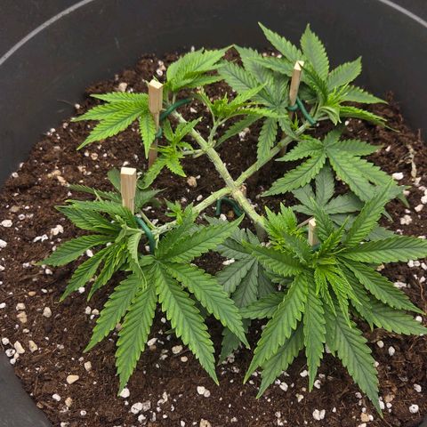 Sandranotte royal domina growlog timeline photo