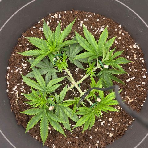 Sandranotte royal domina growlog timeline photo