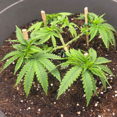 Sandranotte royal domina growlog timeline photo