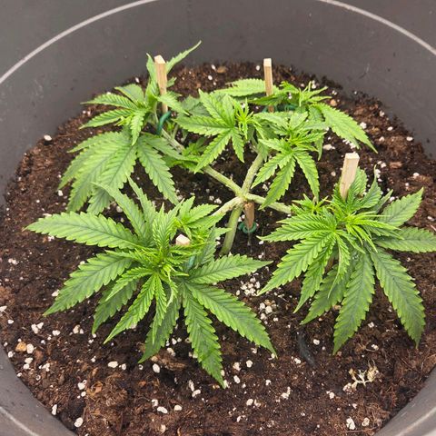 Sandranotte royal domina growlog timeline photo