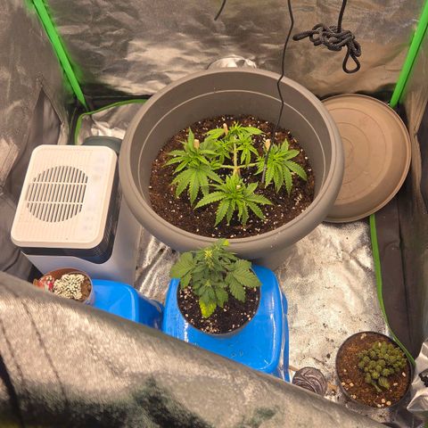 Sandranotte royal domina growlog timeline photo