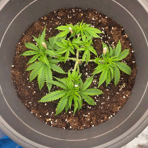 Sandranotte royal domina growlog timeline photo