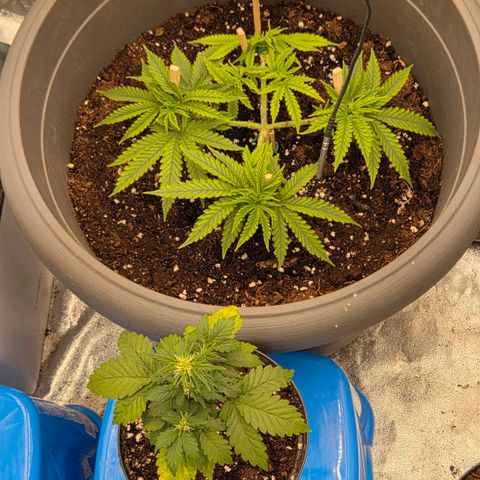 Sandranotte royal domina growlog timeline photo