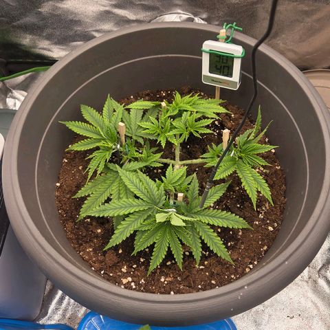 Sandranotte royal domina growlog timeline photo