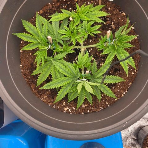 Sandranotte royal domina growlog timeline photo