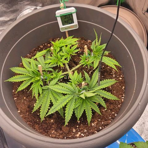 Sandranotte royal domina growlog timeline photo