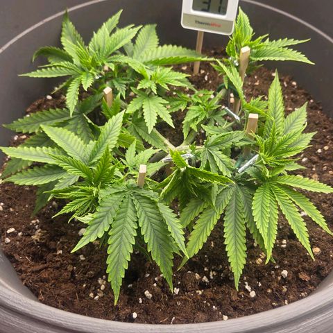 Sandranotte royal domina growlog timeline photo