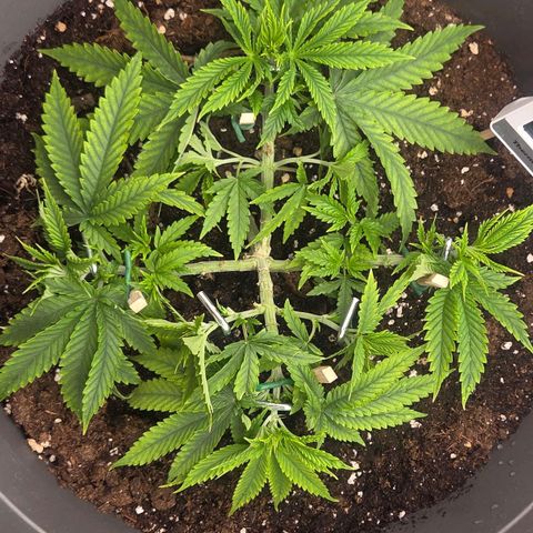 Sandranotte royal domina growlog timeline photo