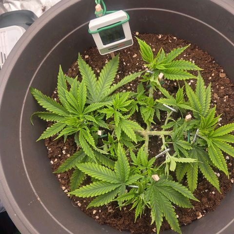 Sandranotte royal domina growlog timeline photo