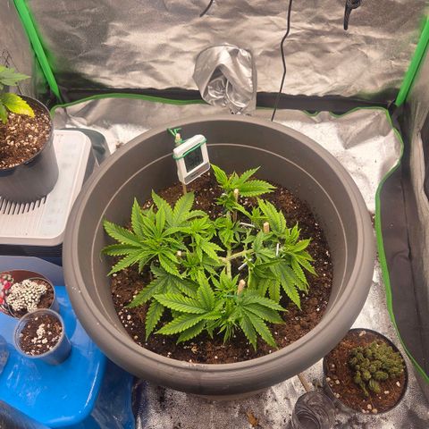 Sandranotte royal domina growlog timeline photo