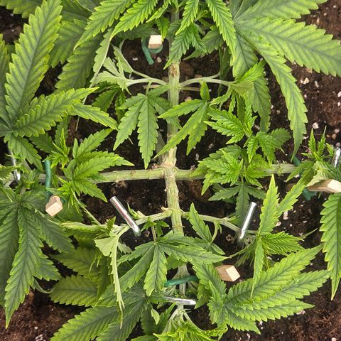 Sandranotte royal domina growlog timeline photo