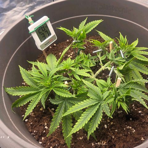 Sandranotte royal domina growlog timeline photo