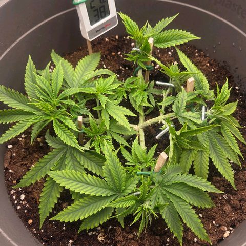 Sandranotte royal domina growlog timeline photo