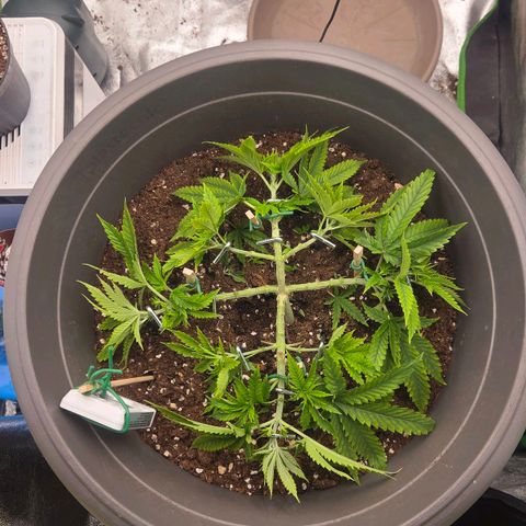 Sandranotte royal domina growlog timeline photo