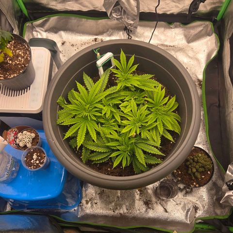 Sandranotte royal domina growlog timeline photo