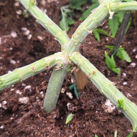 Sandranotte royal domina growlog timeline photo