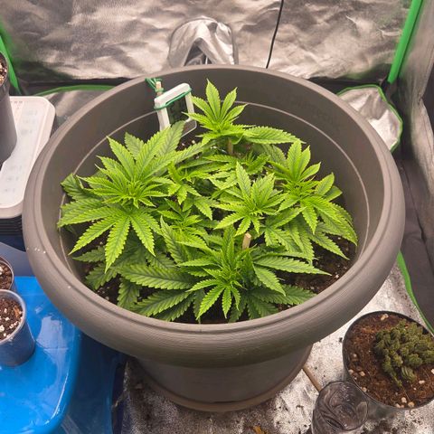 Sandranotte royal domina growlog timeline photo